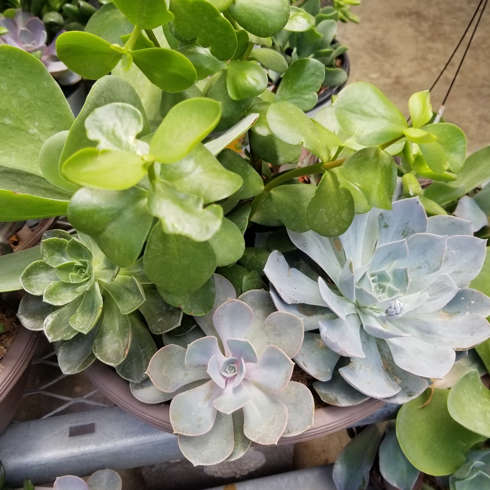 Meet your Posher,Isabella